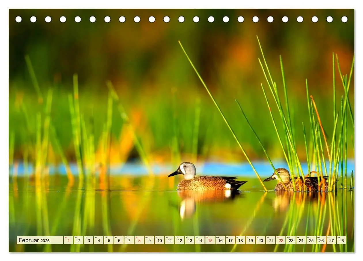 Bild: 9783457826362 | Enten. Beliebt, hübsch und imposant (Tischkalender 2026 DIN A5...