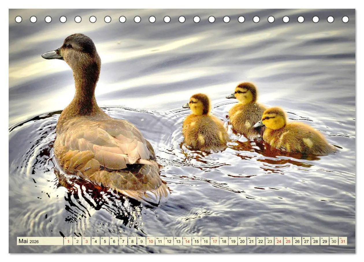 Bild: 9783457826362 | Enten. Beliebt, hübsch und imposant (Tischkalender 2026 DIN A5...