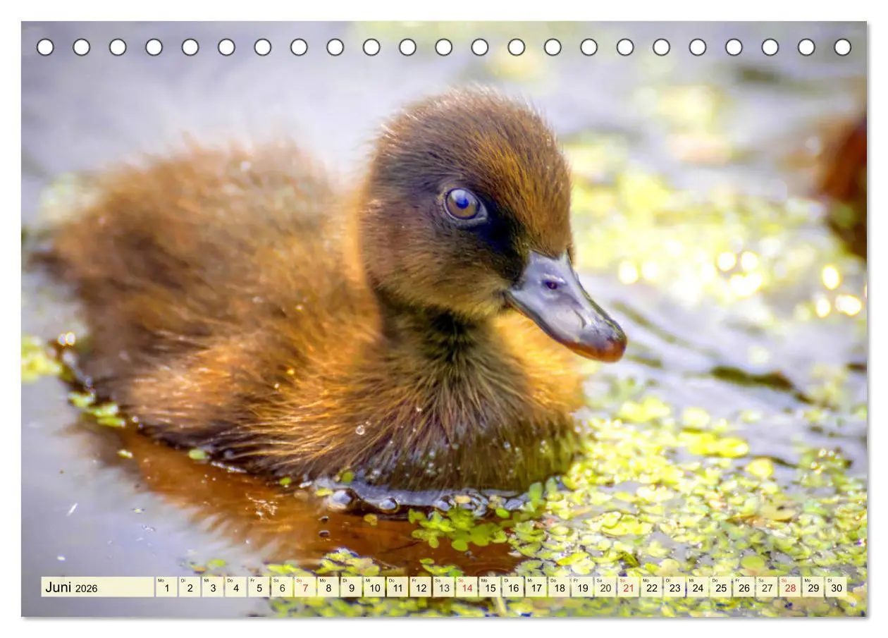 Bild: 9783457826362 | Enten. Beliebt, hübsch und imposant (Tischkalender 2026 DIN A5...