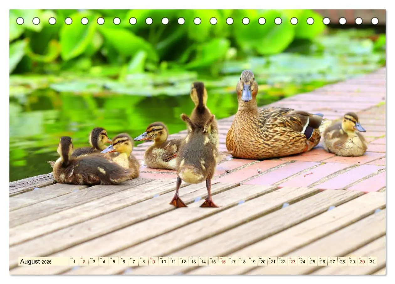 Bild: 9783457826362 | Enten. Beliebt, hübsch und imposant (Tischkalender 2026 DIN A5...