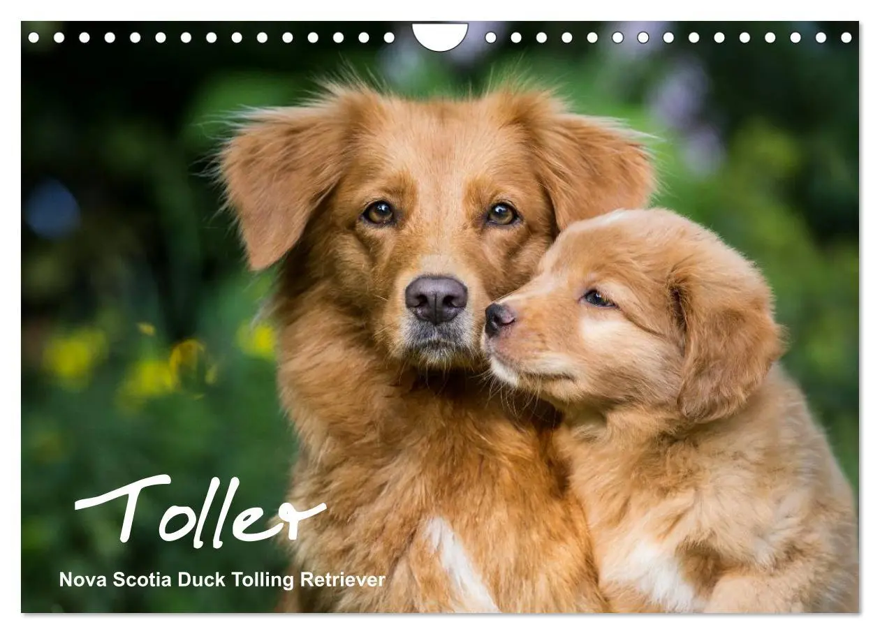 Cover: 9783516076462 | Toller - Nova Scotia Duck Tolling Retriever (Wandkalender 2026 DIN...