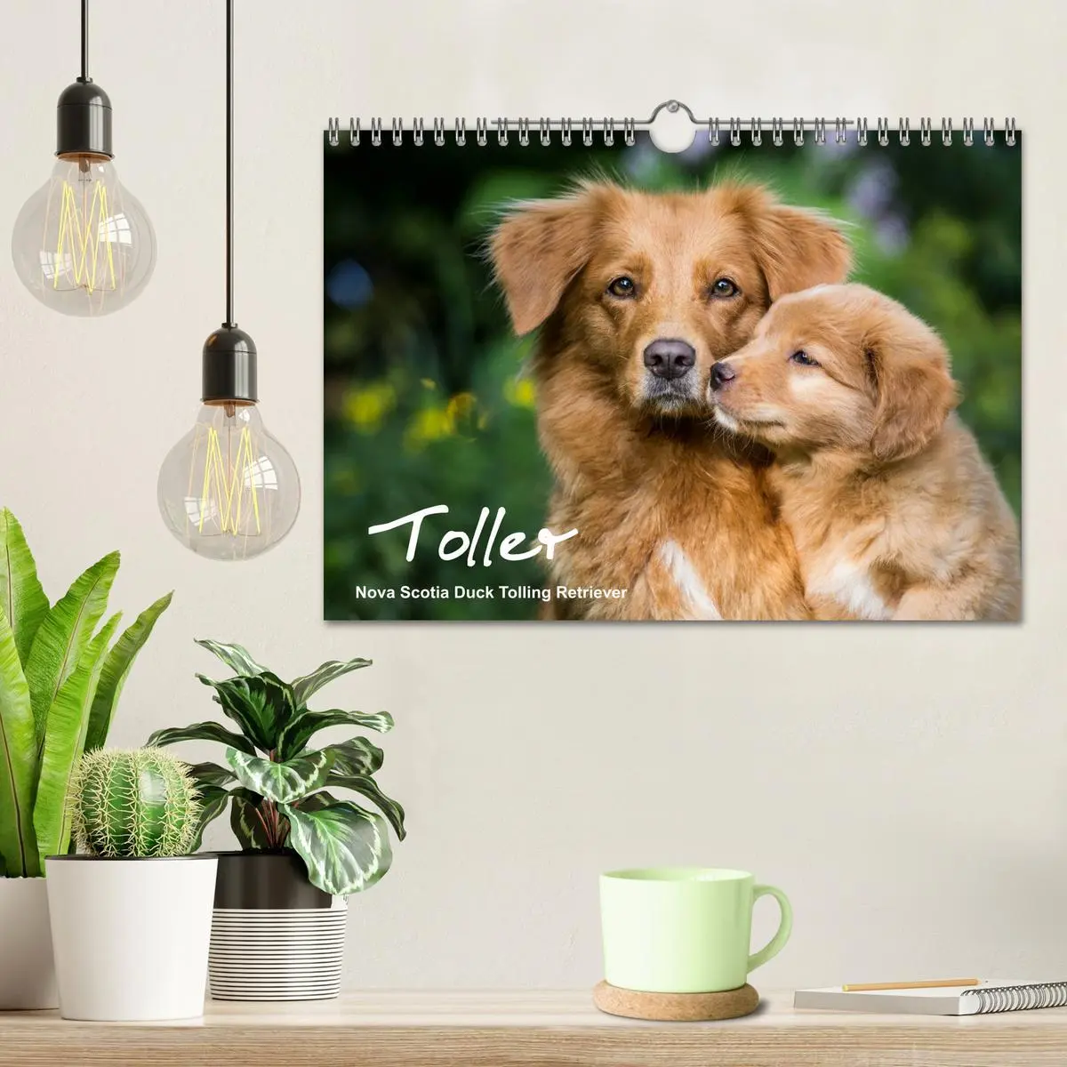 Bild: 9783516076462 | Toller - Nova Scotia Duck Tolling Retriever (Wandkalender 2026 DIN...