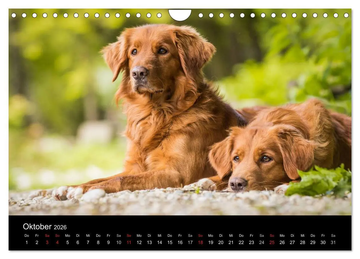 Bild: 9783516076462 | Toller - Nova Scotia Duck Tolling Retriever (Wandkalender 2026 DIN...
