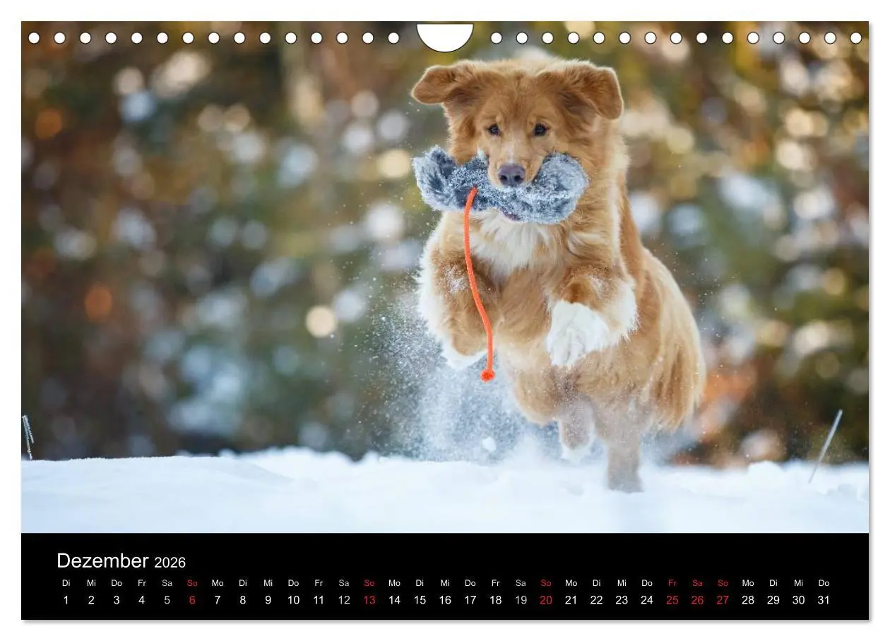 Bild: 9783516076462 | Toller - Nova Scotia Duck Tolling Retriever (Wandkalender 2026 DIN...
