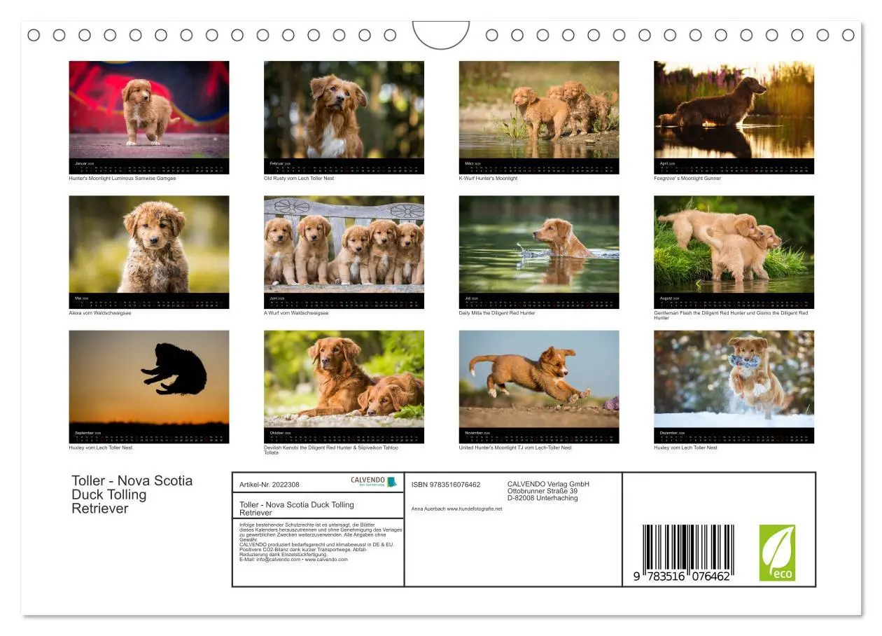 Bild: 9783516076462 | Toller - Nova Scotia Duck Tolling Retriever (Wandkalender 2026 DIN...