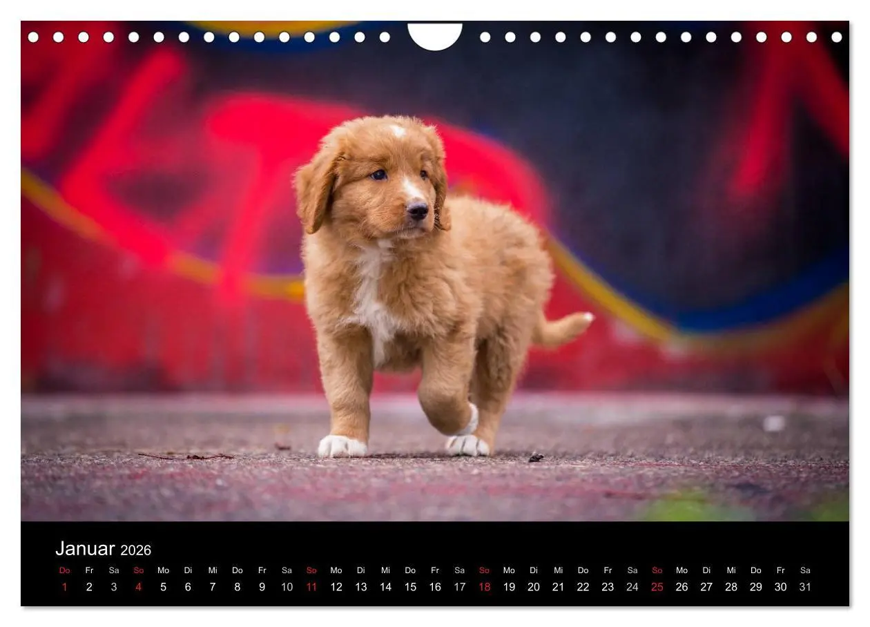 Bild: 9783516076462 | Toller - Nova Scotia Duck Tolling Retriever (Wandkalender 2026 DIN...