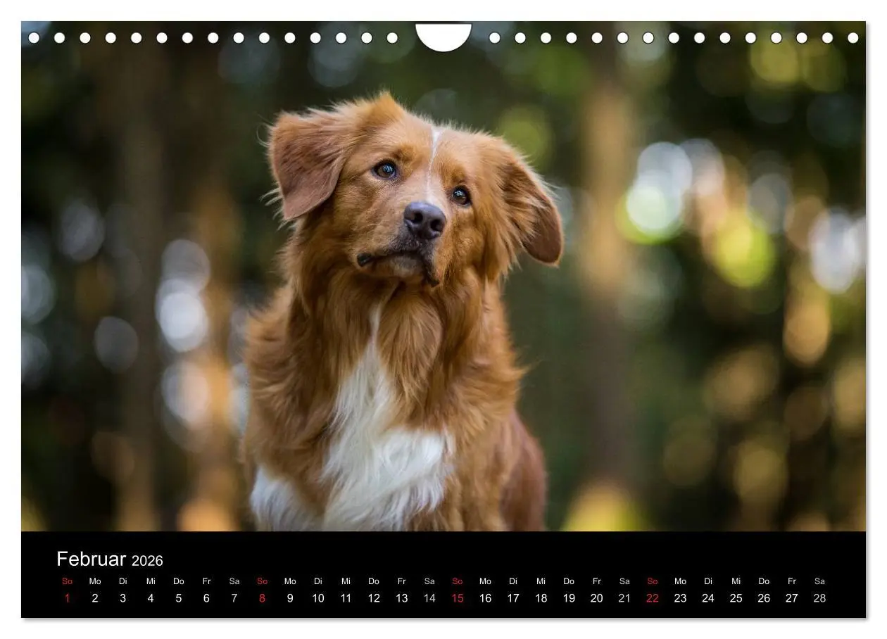 Bild: 9783516076462 | Toller - Nova Scotia Duck Tolling Retriever (Wandkalender 2026 DIN...