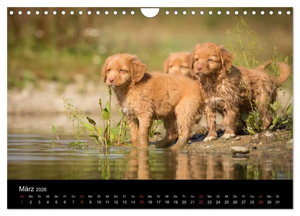 Bild: 9783516076462 | Toller - Nova Scotia Duck Tolling Retriever (Wandkalender 2026 DIN...