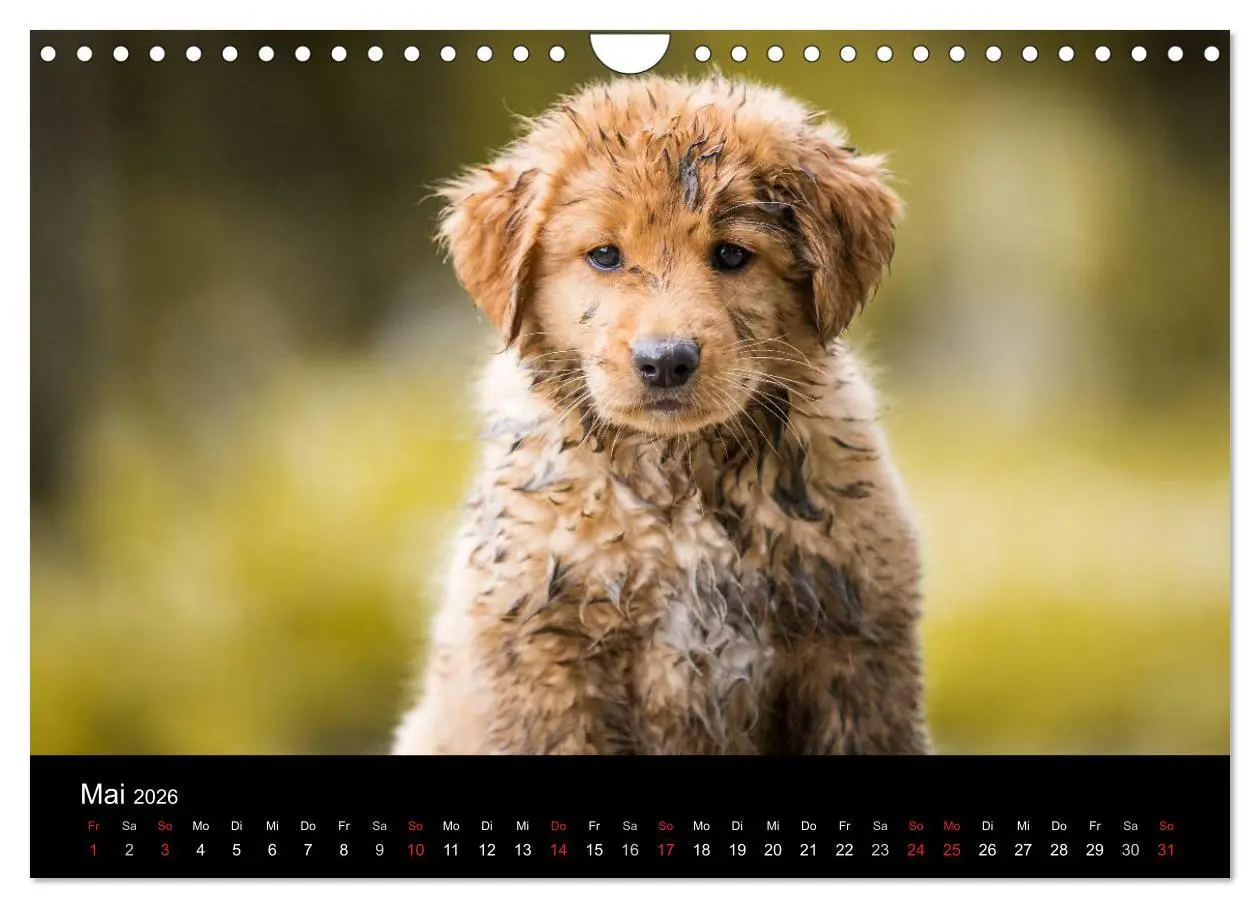 Bild: 9783516076462 | Toller - Nova Scotia Duck Tolling Retriever (Wandkalender 2026 DIN...