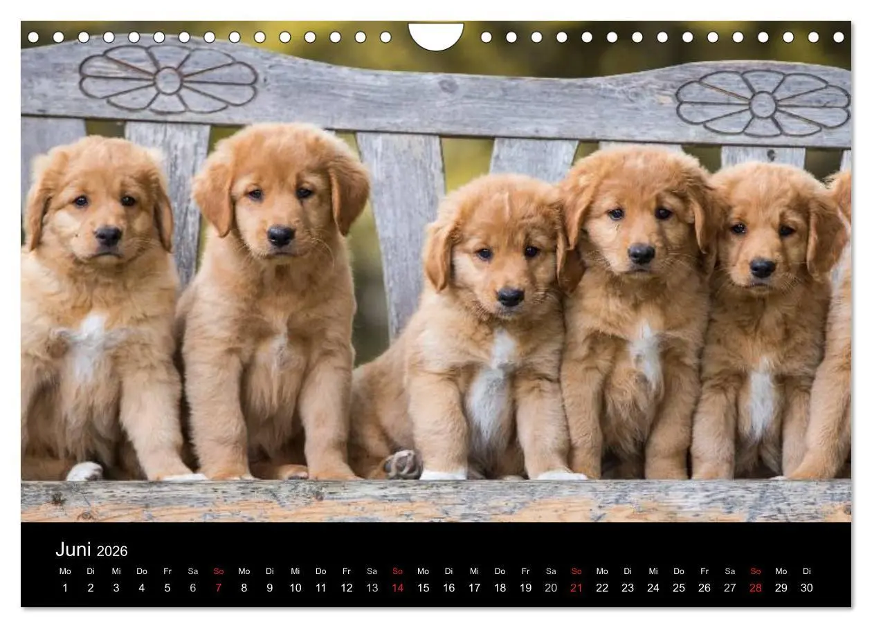 Bild: 9783516076462 | Toller - Nova Scotia Duck Tolling Retriever (Wandkalender 2026 DIN...