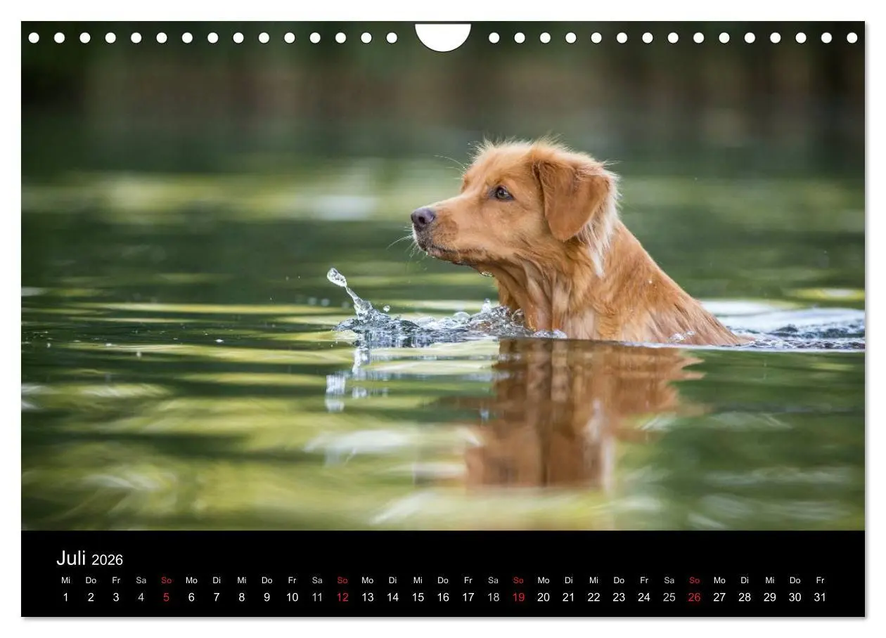 Bild: 9783516076462 | Toller - Nova Scotia Duck Tolling Retriever (Wandkalender 2026 DIN...