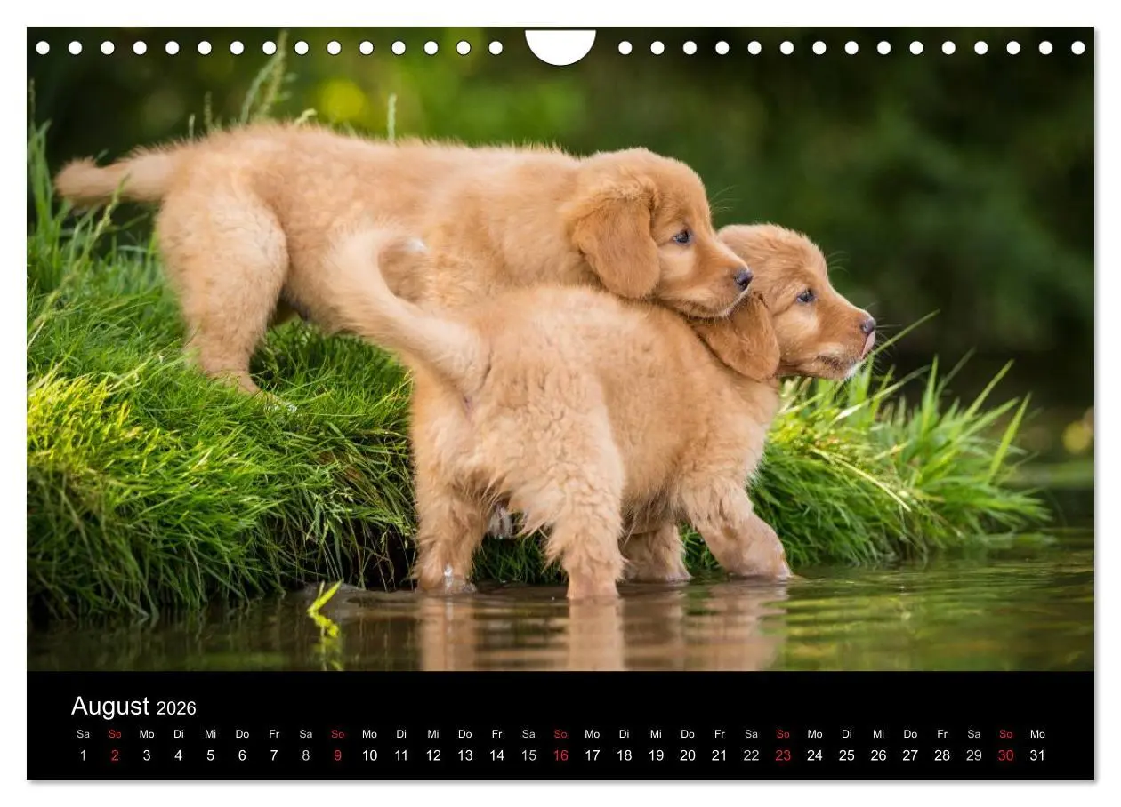 Bild: 9783516076462 | Toller - Nova Scotia Duck Tolling Retriever (Wandkalender 2026 DIN...