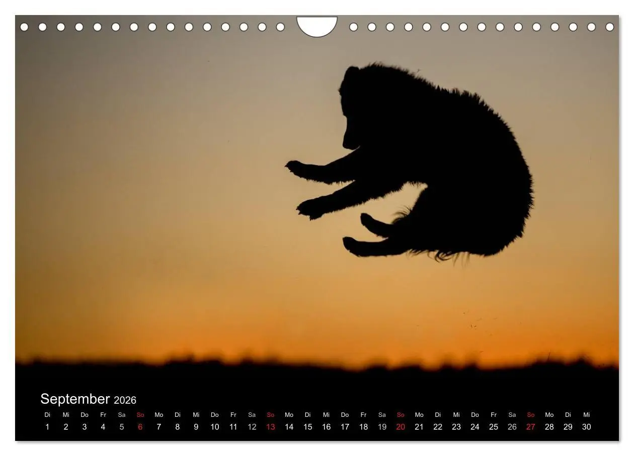 Bild: 9783516076462 | Toller - Nova Scotia Duck Tolling Retriever (Wandkalender 2026 DIN...