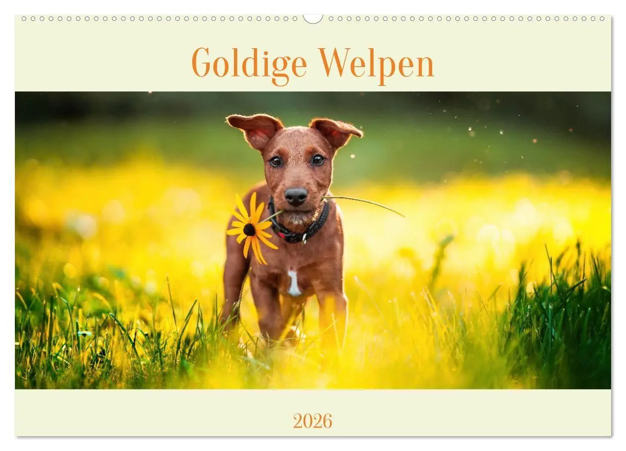 Cover: 9783457346662 | Pfotenblitzers Goldige Welpen (Wandkalender 2026 DIN A2 quer),...
