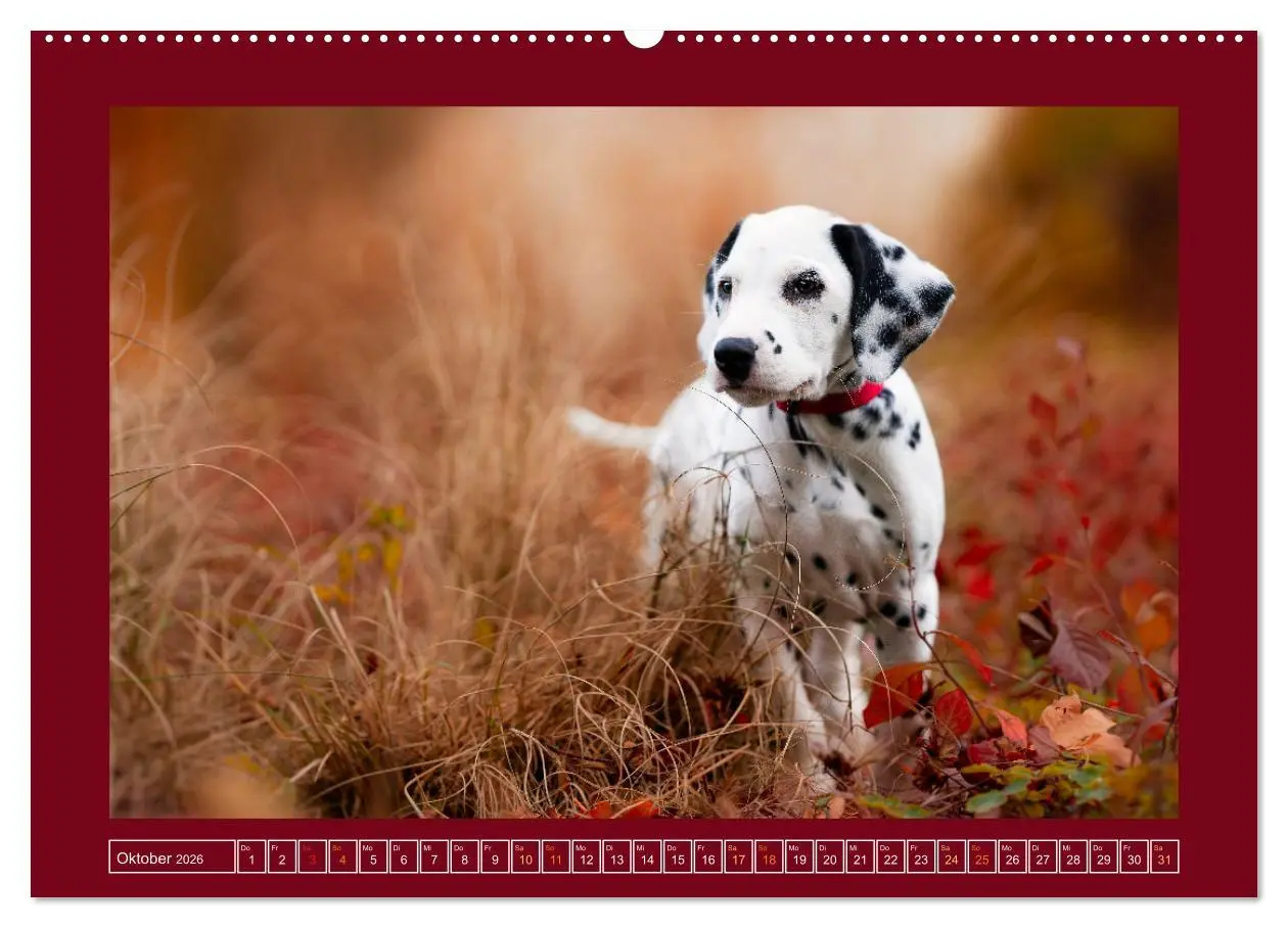 Bild: 9783457346662 | Pfotenblitzers Goldige Welpen (Wandkalender 2026 DIN A2 quer),...