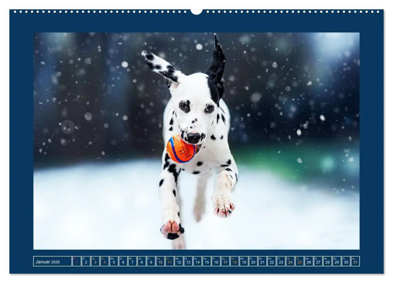 Bild: 9783457346662 | Pfotenblitzers Goldige Welpen (Wandkalender 2026 DIN A2 quer),...