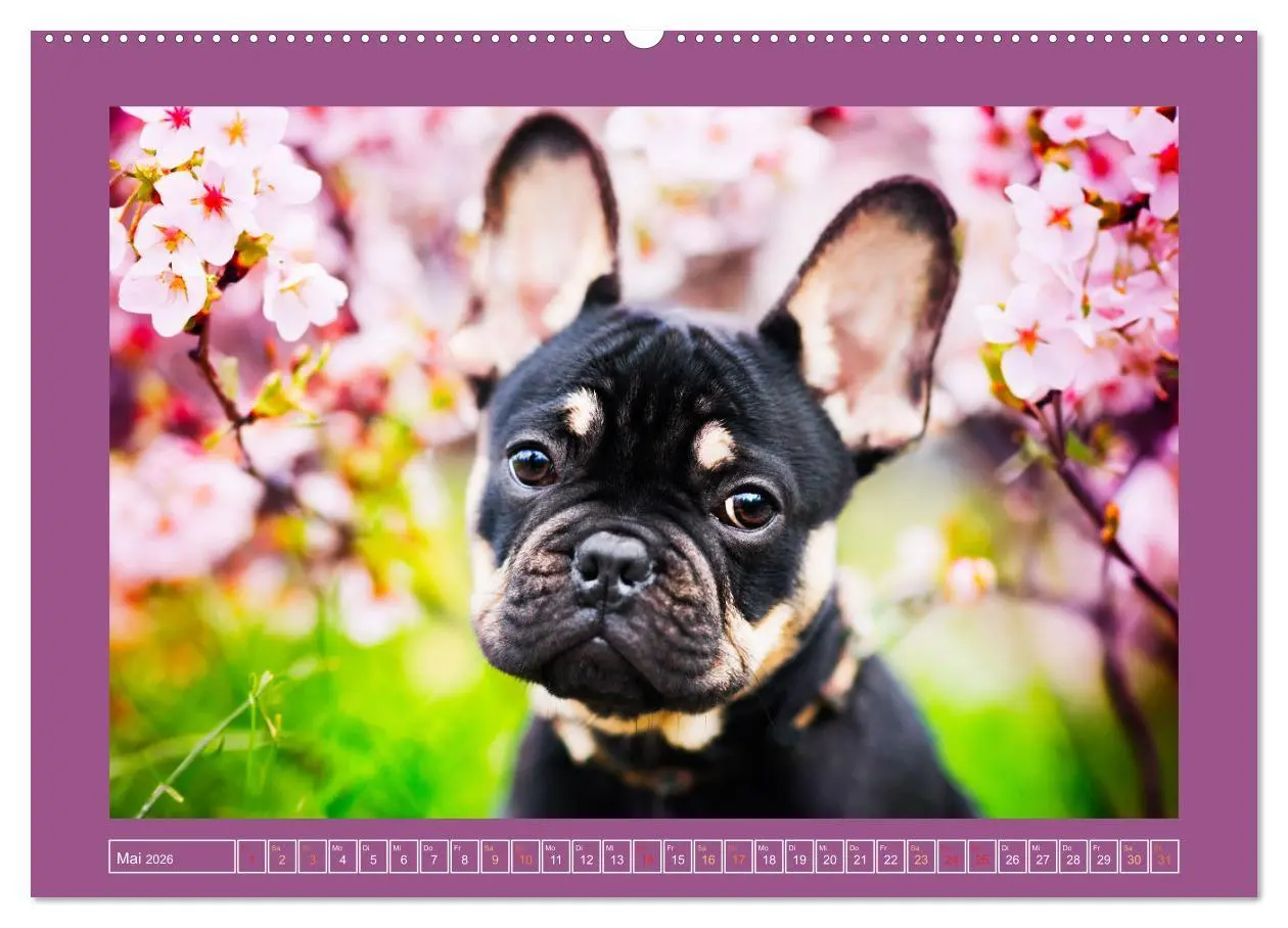 Bild: 9783457346662 | Pfotenblitzers Goldige Welpen (Wandkalender 2026 DIN A2 quer),...