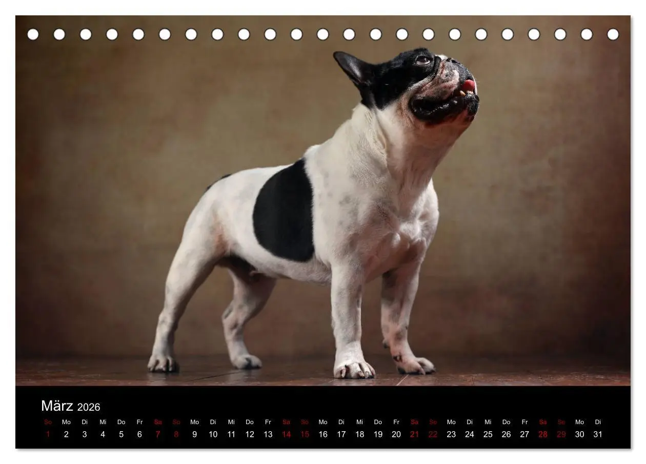 Bild: 9783457896662 | Charme auf vier Pfoten - Französische Bulldoggen Portraits...