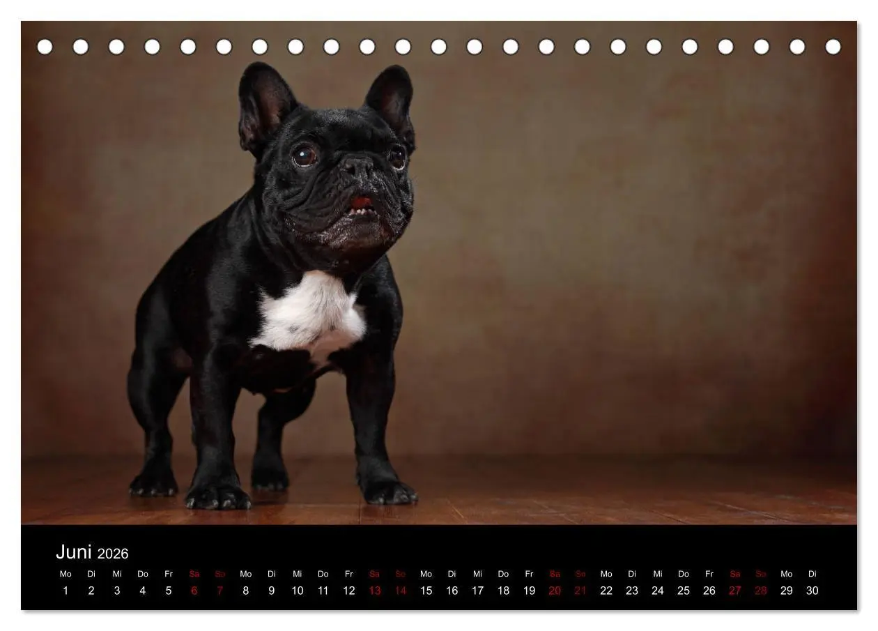 Bild: 9783457896662 | Charme auf vier Pfoten - Französische Bulldoggen Portraits...