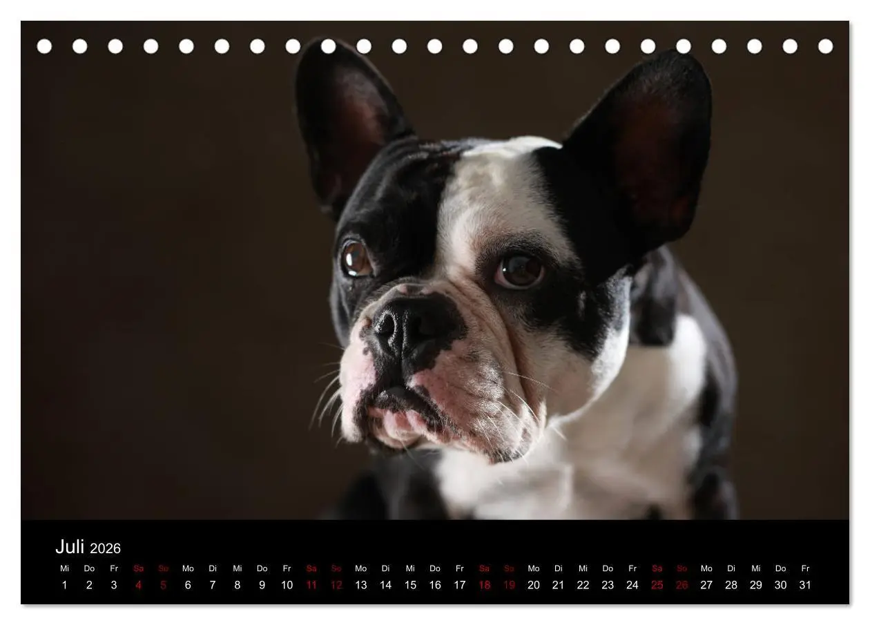 Bild: 9783457896662 | Charme auf vier Pfoten - Französische Bulldoggen Portraits...