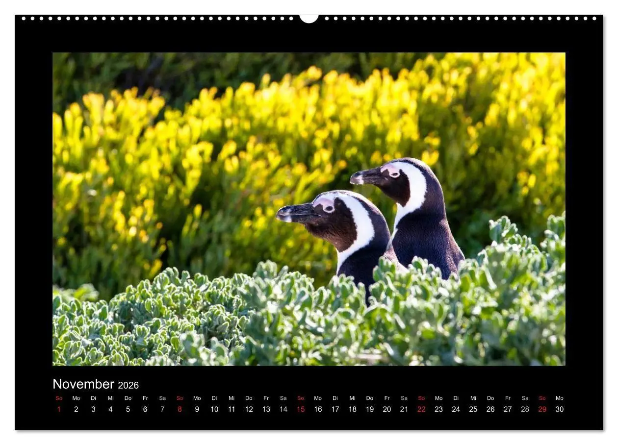 Bild: 9783516676662 | Südafrika - Garden Route (Wandkalender 2026 DIN A2 quer), CALVENDO...