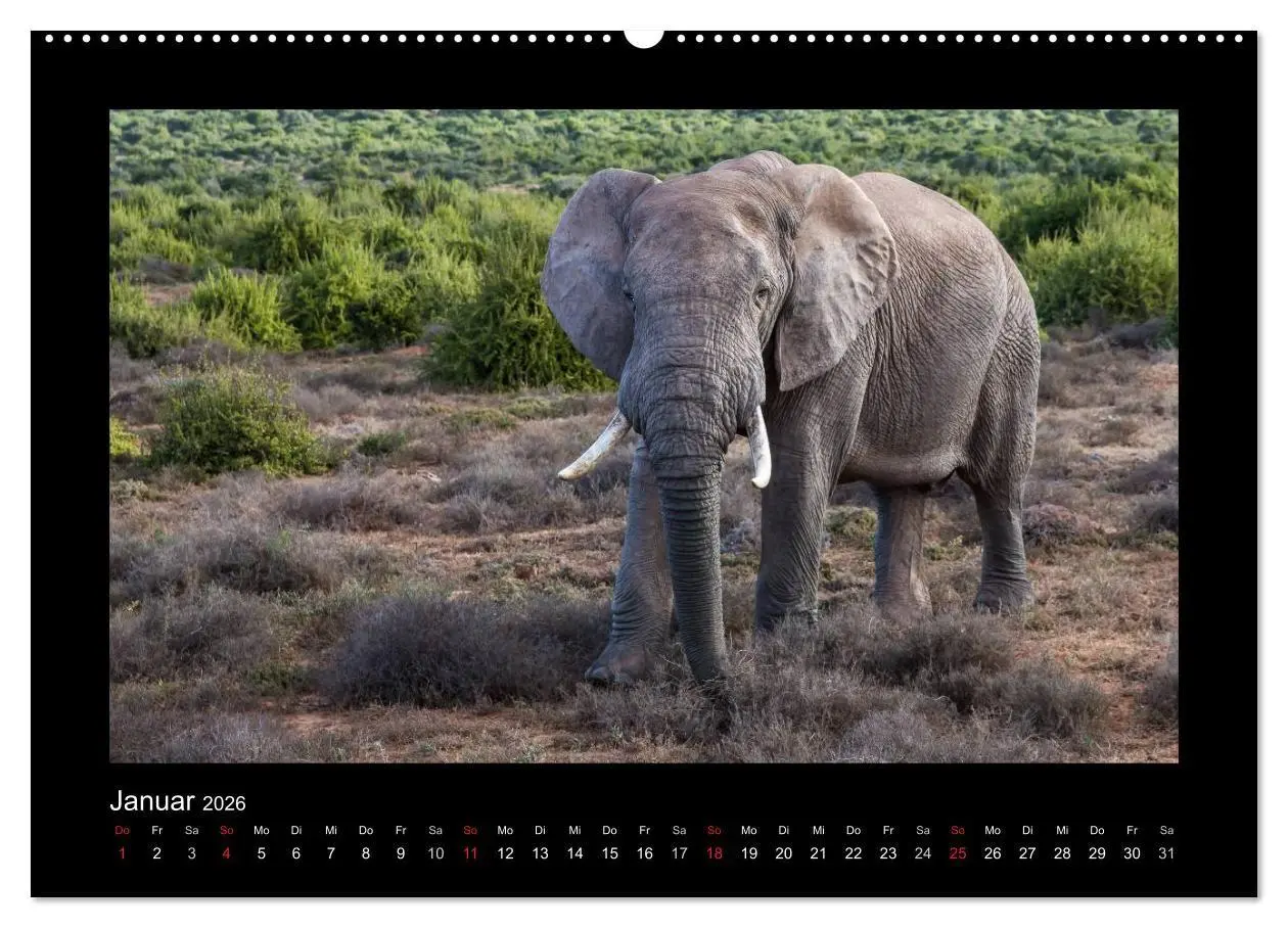 Bild: 9783516676662 | Südafrika - Garden Route (Wandkalender 2026 DIN A2 quer), CALVENDO...