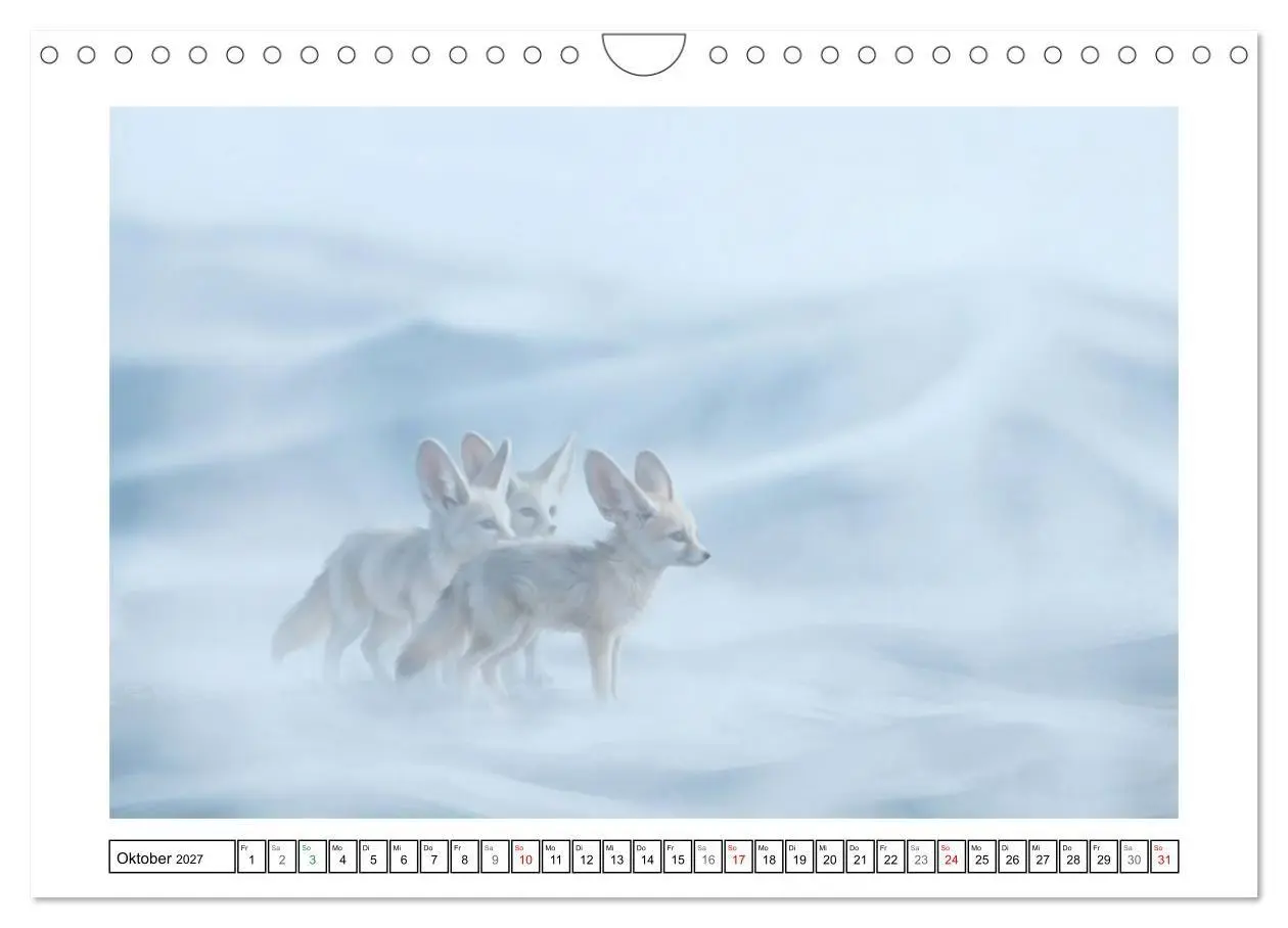 Bild: 9783516816662 | Fenneks - Neugierige Momente in der Wüste (Wandkalender 2027 DIN A4...