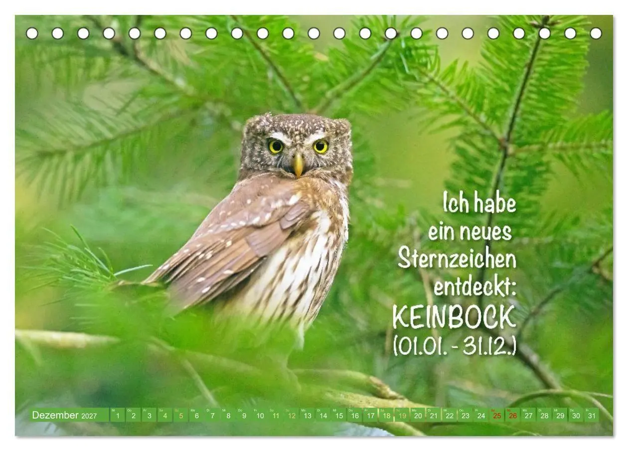 Bild: 9783516986662 | Die Eulen sind los: Edition lustige Tiere (Tischkalender 2027 DIN...