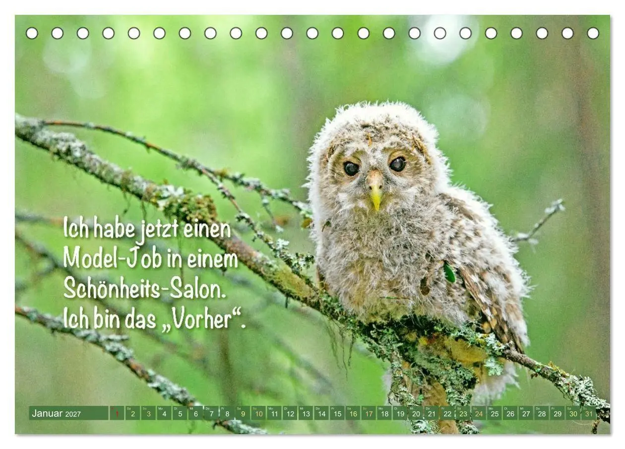 Bild: 9783516986662 | Die Eulen sind los: Edition lustige Tiere (Tischkalender 2027 DIN...