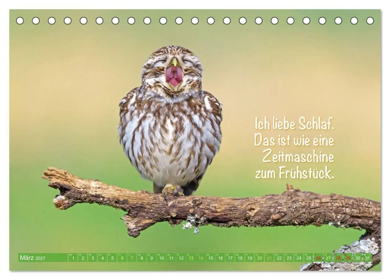 Bild: 9783516986662 | Die Eulen sind los: Edition lustige Tiere (Tischkalender 2027 DIN...