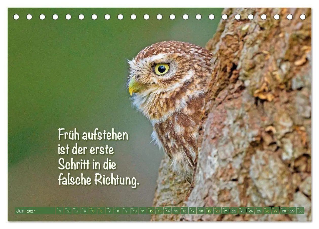 Bild: 9783516986662 | Die Eulen sind los: Edition lustige Tiere (Tischkalender 2027 DIN...