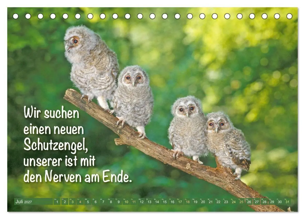 Bild: 9783516986662 | Die Eulen sind los: Edition lustige Tiere (Tischkalender 2027 DIN...
