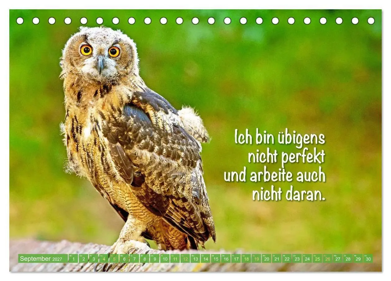 Bild: 9783516986662 | Die Eulen sind los: Edition lustige Tiere (Tischkalender 2027 DIN...