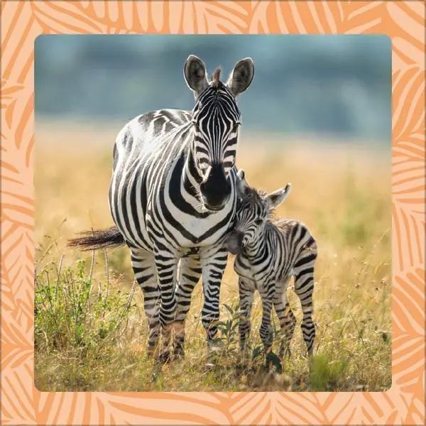 Bild: 9783731886662 | Achtung wild - Tiere aus aller Welt 2026 | Verlag Korsch | Kalender