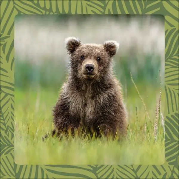 Bild: 9783731886662 | Achtung wild - Tiere aus aller Welt 2026 | Verlag Korsch | Kalender