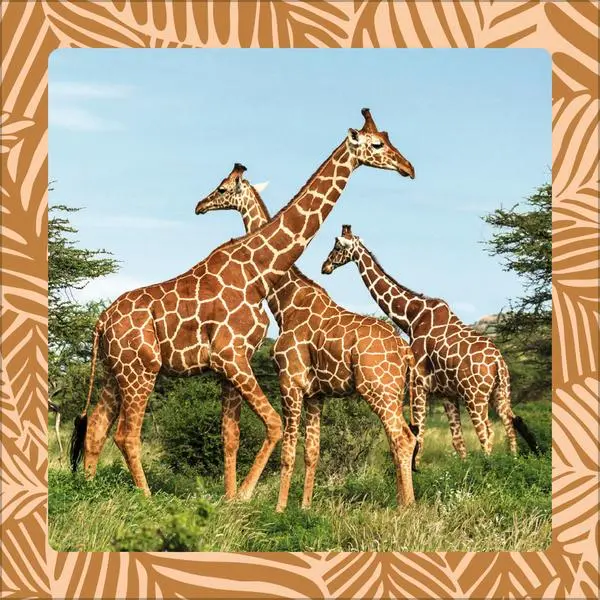 Bild: 9783731886662 | Achtung wild - Tiere aus aller Welt 2026 | Verlag Korsch | Kalender