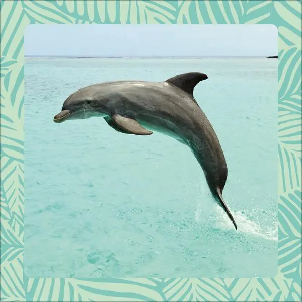 Bild: 9783731886662 | Achtung wild - Tiere aus aller Welt 2026 | Verlag Korsch | Kalender