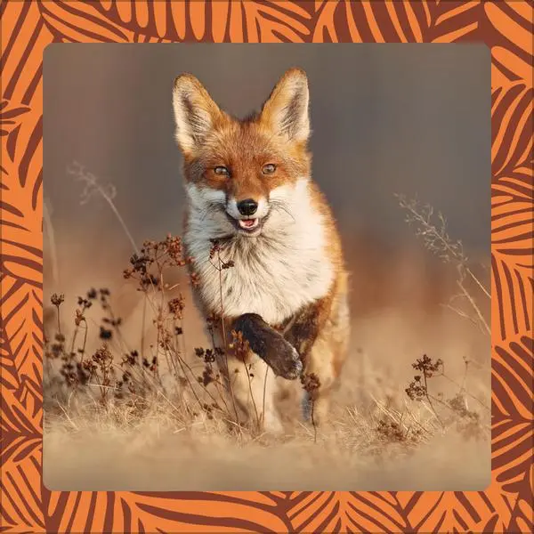 Bild: 9783731886662 | Achtung wild - Tiere aus aller Welt 2026 | Verlag Korsch | Kalender