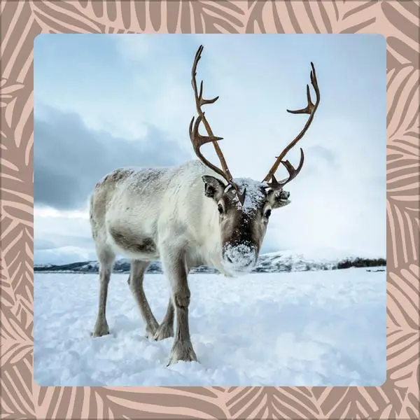 Bild: 9783731886662 | Achtung wild - Tiere aus aller Welt 2026 | Verlag Korsch | Kalender