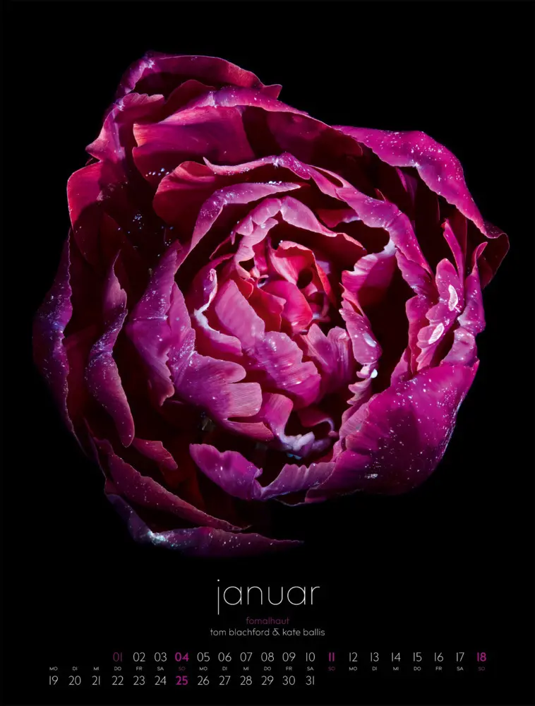 Bild: 9783838426662 | in bloom Kalender 2026 | Blachford (u. a.) | Kalender | Spiralbindung