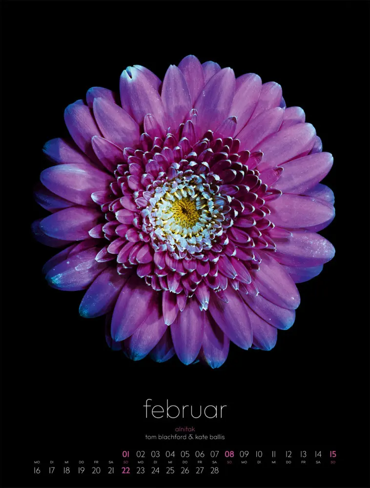 Bild: 9783838426662 | in bloom Kalender 2026 | Blachford (u. a.) | Kalender | Spiralbindung