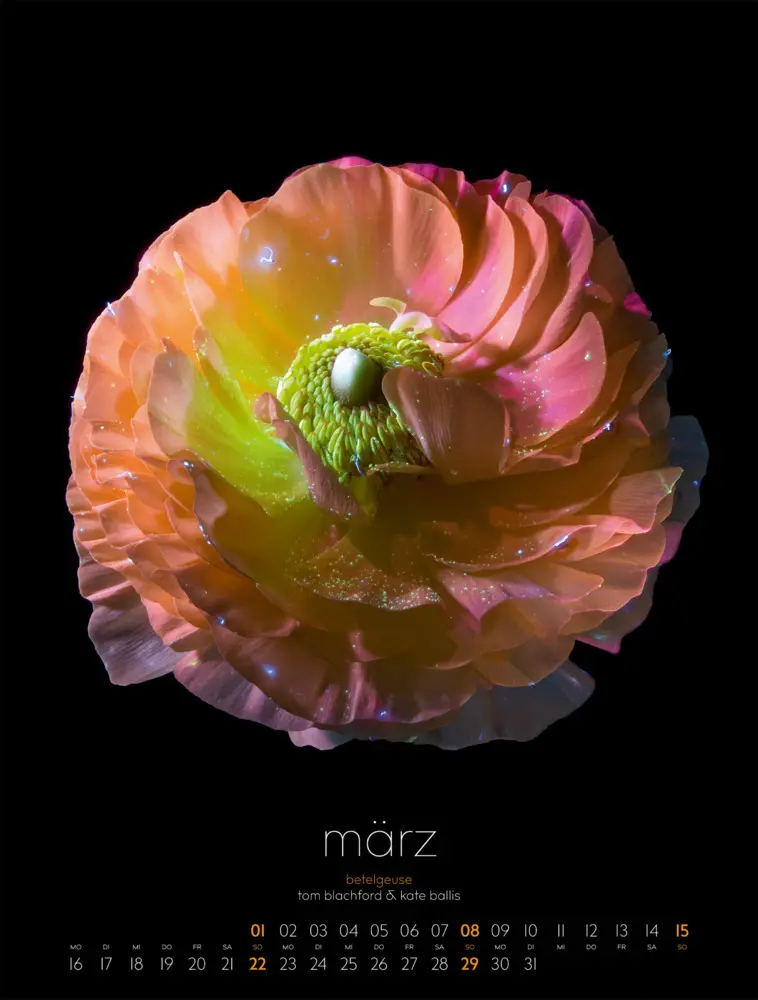 Bild: 9783838426662 | in bloom Kalender 2026 | Blachford (u. a.) | Kalender | Spiralbindung
