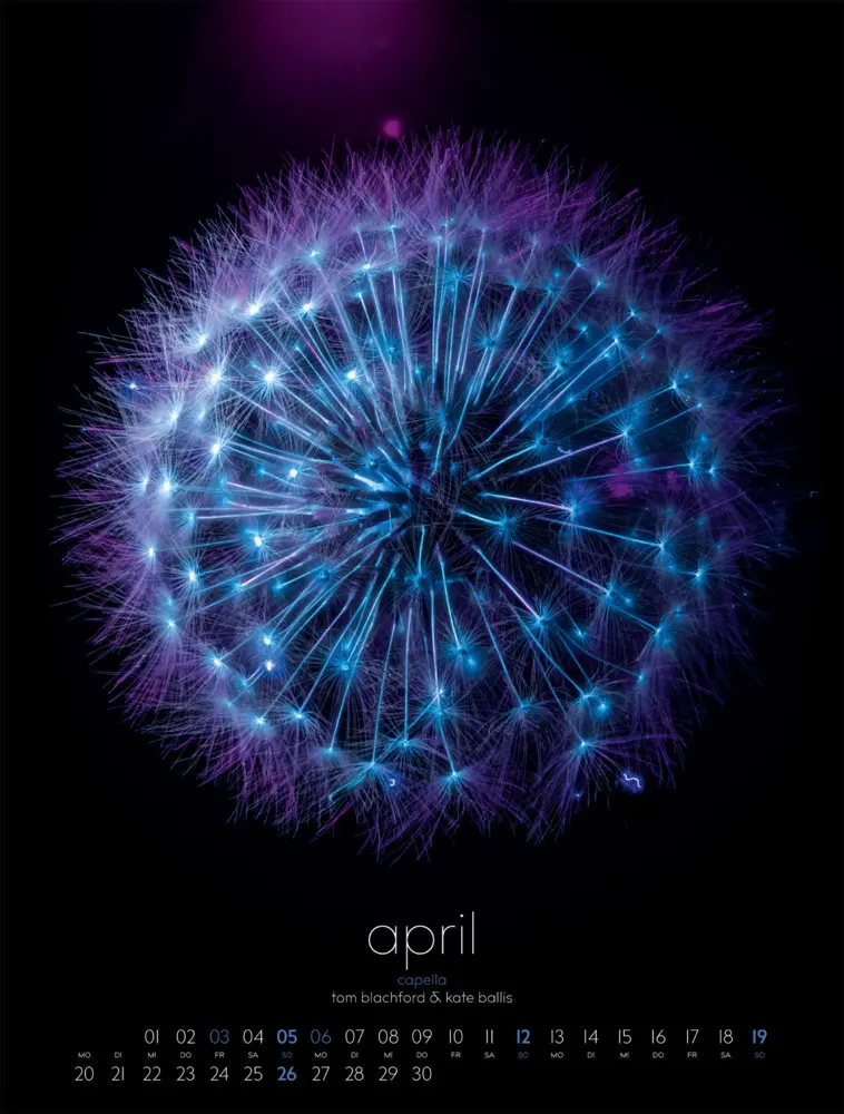 Bild: 9783838426662 | in bloom Kalender 2026 | Blachford (u. a.) | Kalender | Spiralbindung