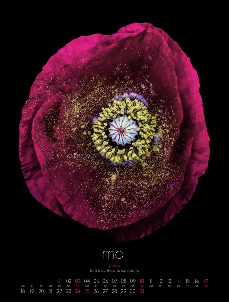 Bild: 9783838426662 | in bloom Kalender 2026 | Blachford (u. a.) | Kalender | Spiralbindung
