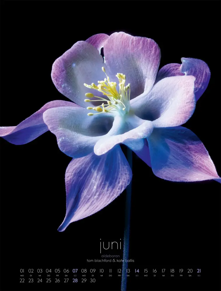 Bild: 9783838426662 | in bloom Kalender 2026 | Blachford (u. a.) | Kalender | Spiralbindung