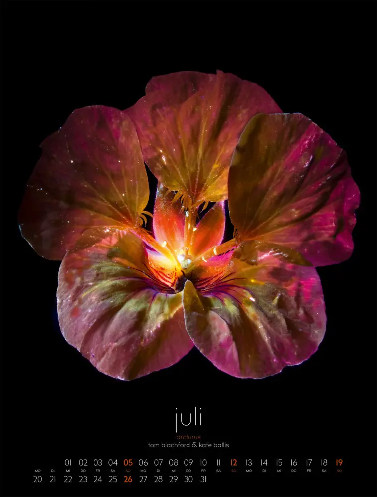 Bild: 9783838426662 | in bloom Kalender 2026 | Blachford (u. a.) | Kalender | Spiralbindung