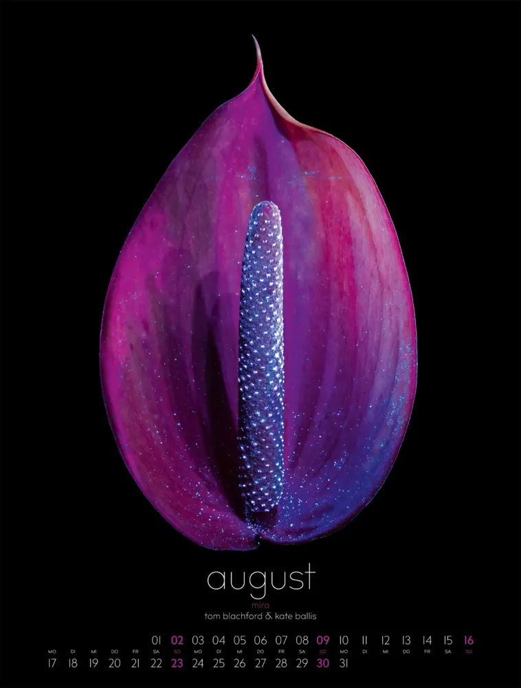 Bild: 9783838426662 | in bloom Kalender 2026 | Blachford (u. a.) | Kalender | Spiralbindung
