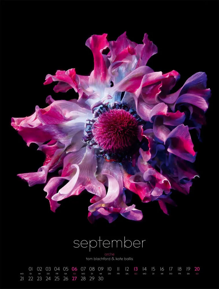 Bild: 9783838426662 | in bloom Kalender 2026 | Blachford (u. a.) | Kalender | Spiralbindung