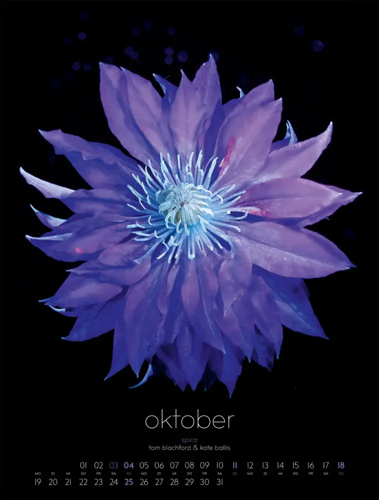 Bild: 9783838426662 | in bloom Kalender 2026 | Blachford (u. a.) | Kalender | Spiralbindung