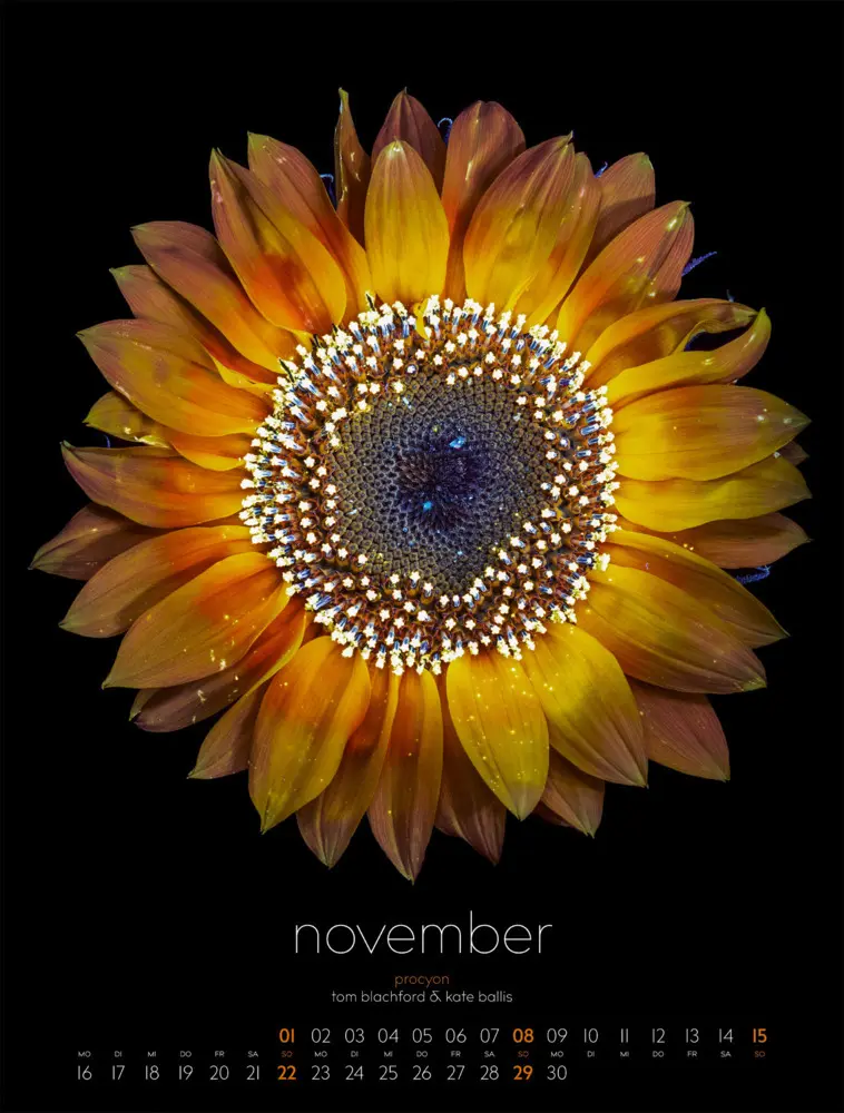 Bild: 9783838426662 | in bloom Kalender 2026 | Blachford (u. a.) | Kalender | Spiralbindung